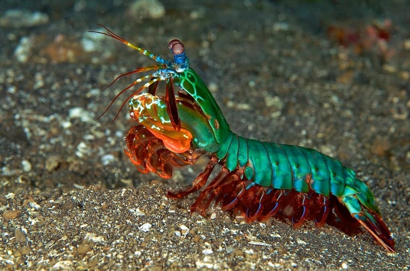 _PetitBunny's tweet photo. @fleursworld To be honest, I don't even know if people can have a mantis shrimp as a pet. https://t.co/KGC62ncJ2L