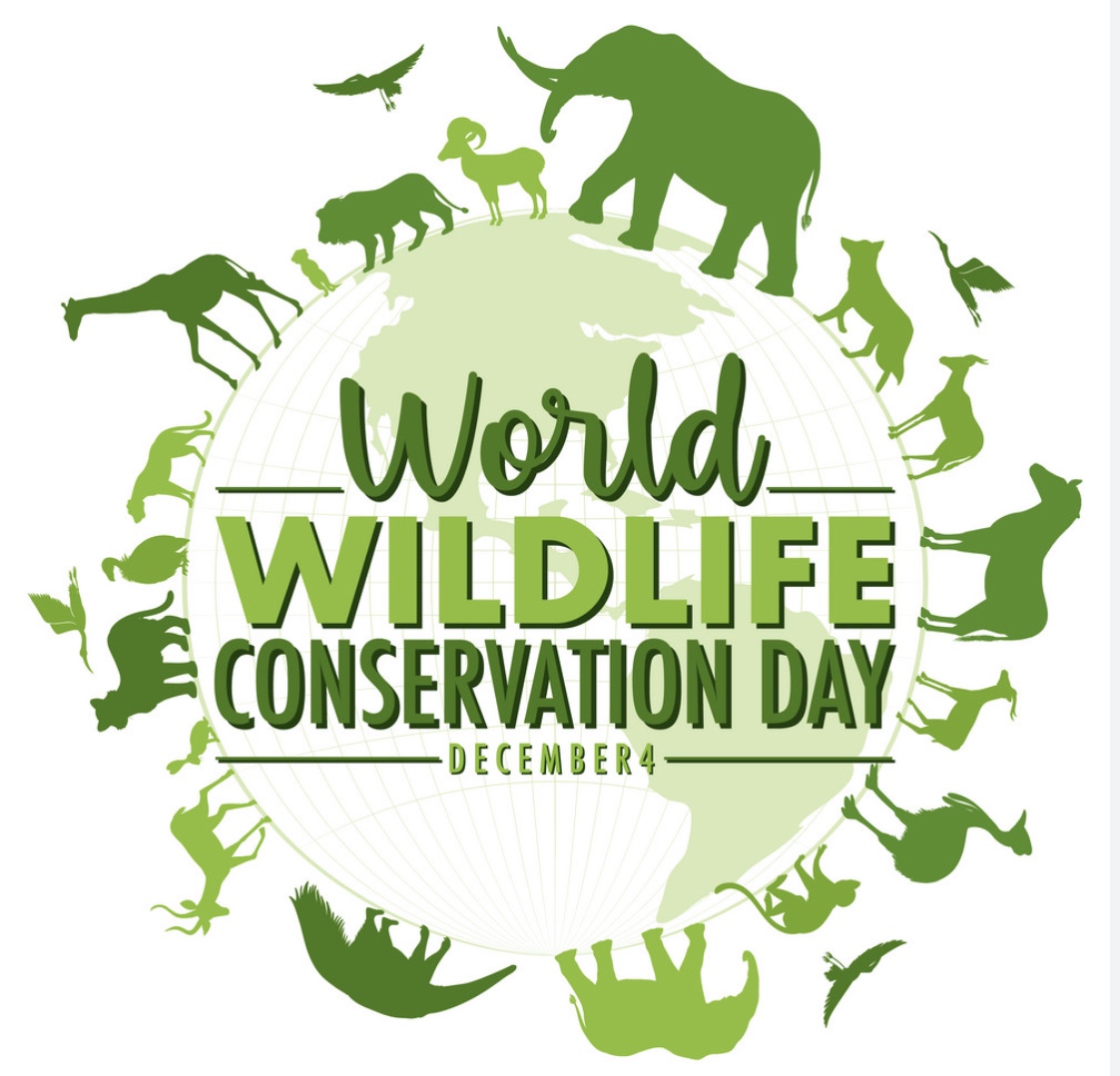 Happy #WildlifeConservationDay! Today is a day to reflect on how we can care for the amazing creatures we share our planet with. #ConnectWithNature #LoveOurPlanet 🐘 🌲🐅