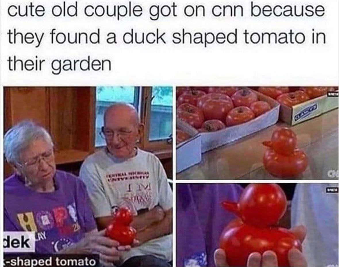 DaysofNoahGen6's tweet image. Well at least CNN can’t spin this one too much! 😂 

#homesteadhumor