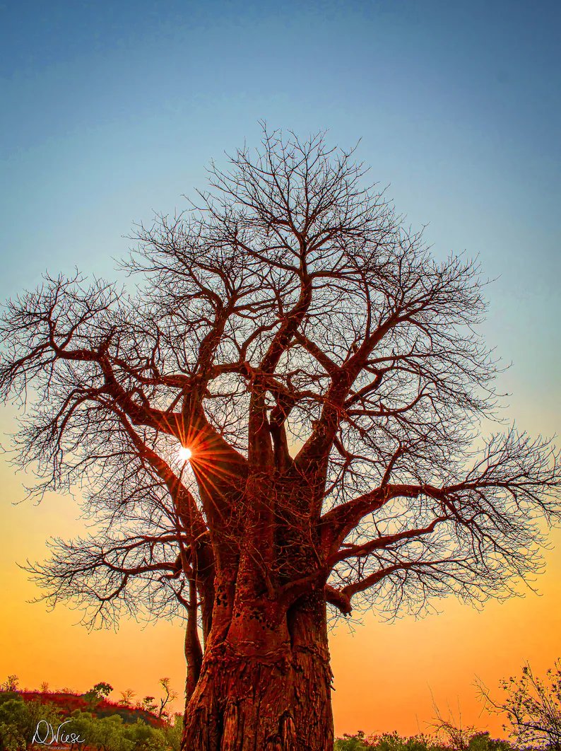 Sunset and Sunburst by the 'Tree of Life' Baobab Tree in Botswana Africa etsy.me/3Gu7GoO via @Etsy #treeoflife #botswanaafrica #sunset #etsy #AYearForArt