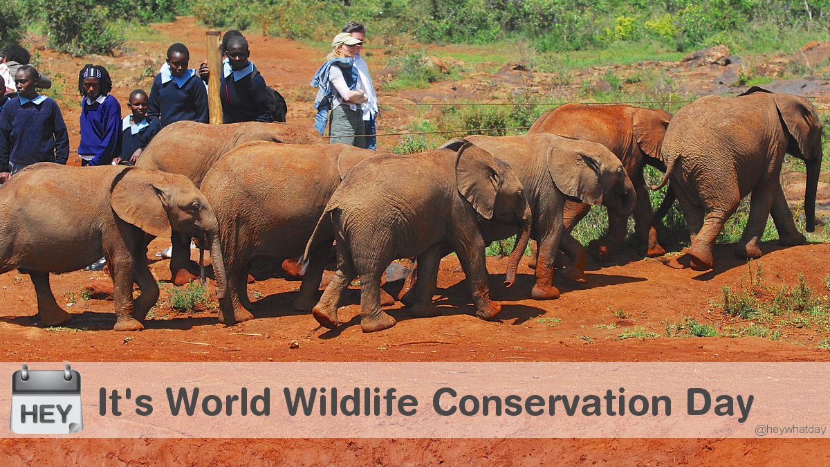 It's World Wildlife Conservation Day! 
#WorldWildlifeConservationDay #WildlifeConservationDay #Environment