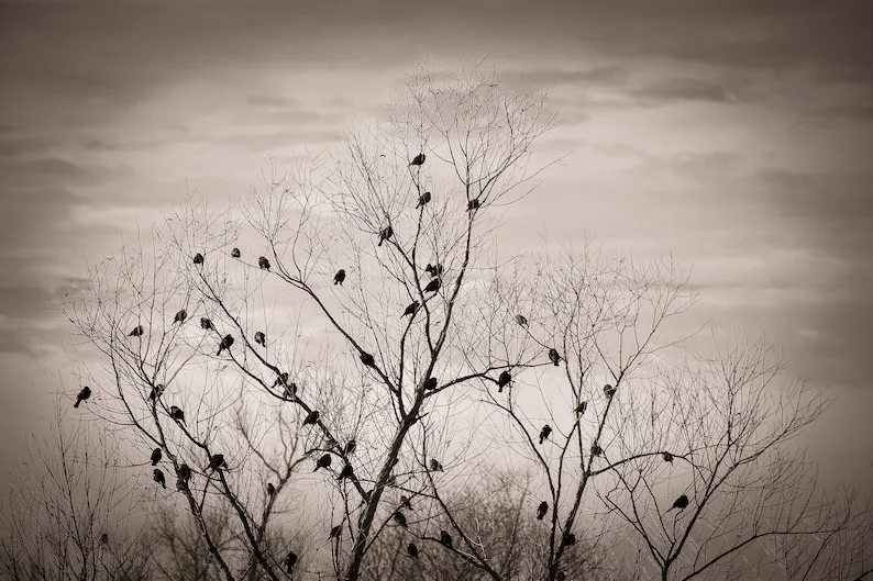 Winter Branches Fine Art Photography Print 8 x 10 etsy.me/49YyNpP via @Etsy #birds #winter #etsy #ayearforart #artprint #denisewiesephotography