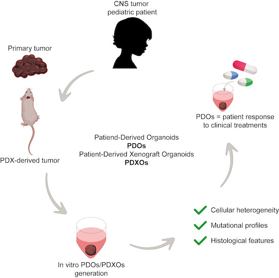 A new publication by <a href="/LucaTiberi_lab/">TiberiLab</a> 👏👏👏

"We have established patient-derived #organoids (PDOs) from ependymomas, medulloblastomas, low-grade glial tumors, and patient-derived xenograft organoids (PDXOs) from #medulloblastoma xenografts.
👇
embopress.org/doi/full/10.15…
