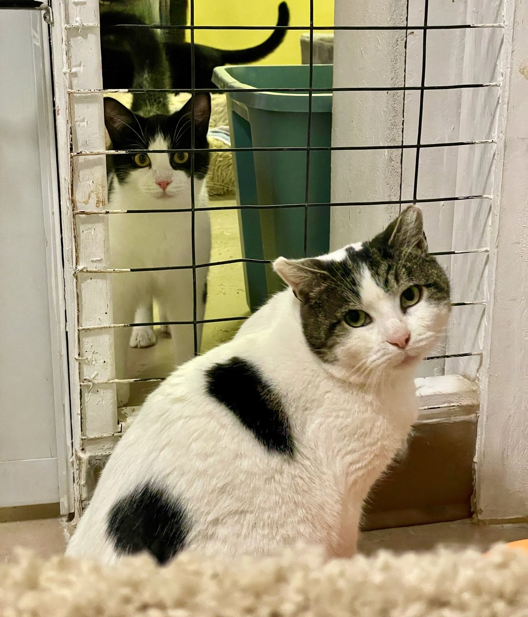 👏Woohoo! Shaw has come out of his litter box to see who's in the next room! Brave boy! Cereal's happy to say hello & be friendly💖#cats #monday #MondayMood #pets #va #virginia #nova #dc #CatsLover #StraysOfOurLives #rescue #CatsOfTwitter #cat #MondayMorning #mondayfeeling