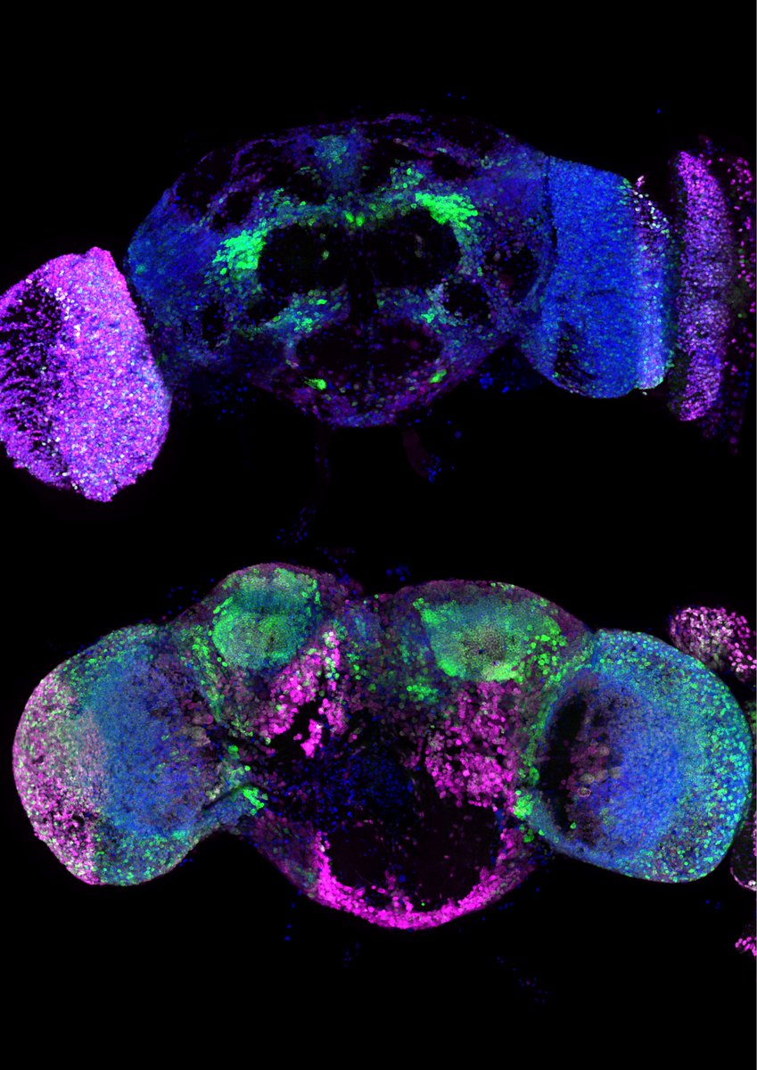 Stowers Institute (@sciencestowers) on Twitter photo This beautiful #MicroscopyMonday shows an anterior (top) and posterior (bottom) view of a fruit fly #brain fluorescently labeled for two different RNA binding proteins shown in magenta and green. #DNA is labeled in blue. 🧬🧠🔬 <a href="/RobertaFiorino_/">Roberta Fiorino</a> (Taken during Si Lab rotation) This beautiful #MicroscopyMonday shows an anterior (top) and posterior (bottom) view of a fruit fly #brain fluorescently labeled for two different RNA binding proteins shown in magenta and green. #DNA is labeled in blue. 🧬🧠🔬 <a href="/RobertaFiorino_/">Roberta Fiorino</a> (Taken during Si Lab rotation)