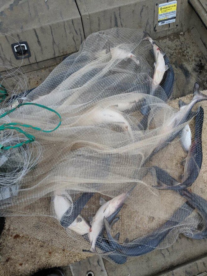 DirtyDog650's tweet image. A catfish angler threw a cast net in winter 2017-2018 and discovered that we had a really nice spawn in 2017. Look at all these chubby #teaspoon #paddlefish. #PaddlefishNetting