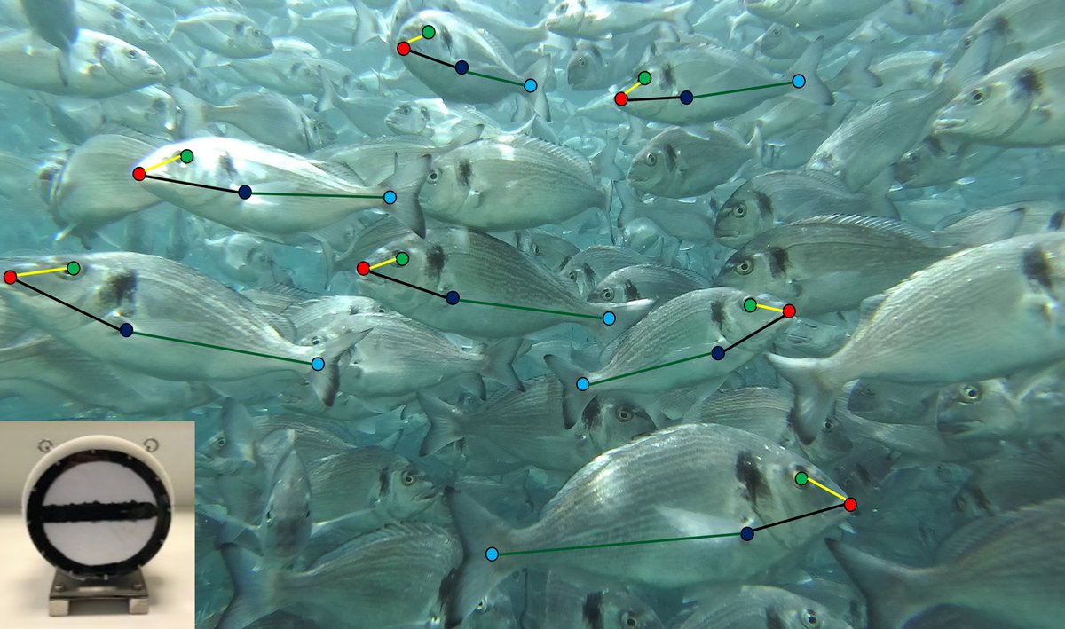 Cure4Aqua tweet media