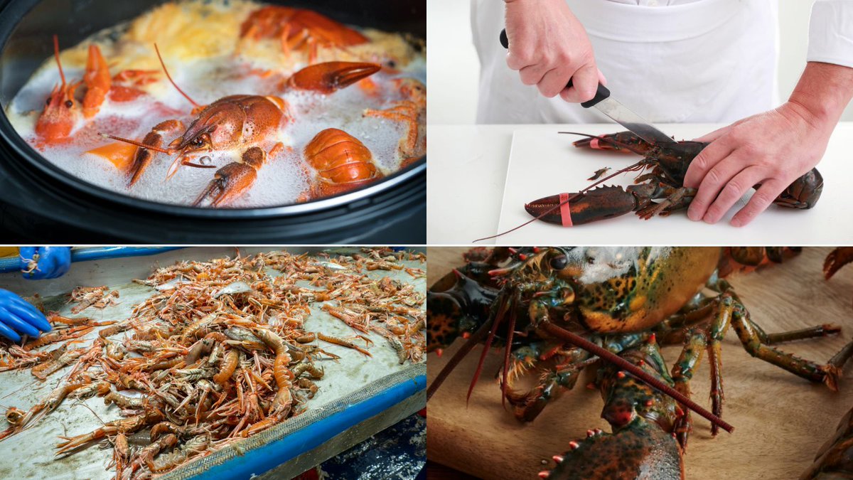 Christmas is the most popular occasion for purchasing live decapod crustaceans to cook and eat at home, according to our @YouGov poll 🎄🦀 But what does a #CompassionateChristmas look like? 

We've got the tips you need on our blog: buff.ly/3NcXsge 

#CompassionNotCruelty