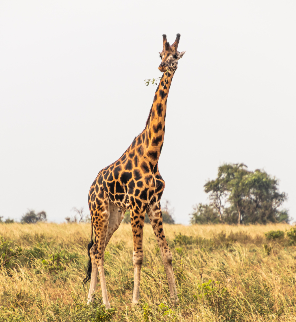 #Giraffe with #leaves in #mouth , #Uganda . . . #GiraffePhoto #WildGiraffe #AfricaGiraffe #GiraffeEating #Giraffa #Herbivore #Mammal #HoofedMammal #UgandaGiraffe #UgandaWildlife #UgandaTrip #WildAnimal #AfricaSafari #Savanna #WildlifeHabitat #AfricanWildlife #AnimalEnglish
