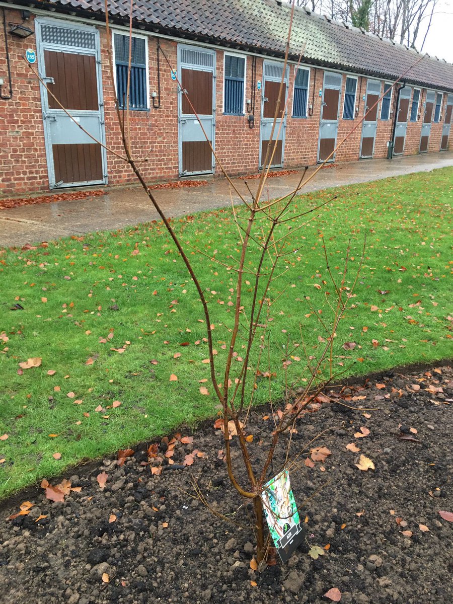 Seven fruit trees have been planted at York, plus three ornamental trees to add autumn colour 🌳 Lifelines for wildlife & natural carbon capturers #NationalTreeWeek #GreenKnavesmire300