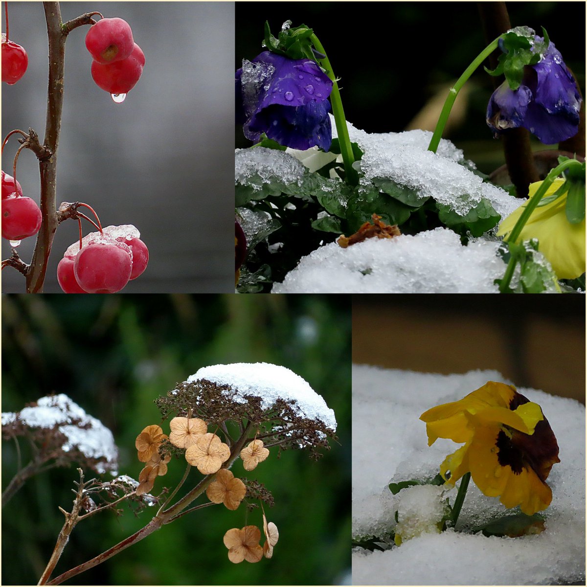 ' touch of snow '   ❄️💚
Have a good start of the week 
#gardenwalk #snowmoment #winterfeelings