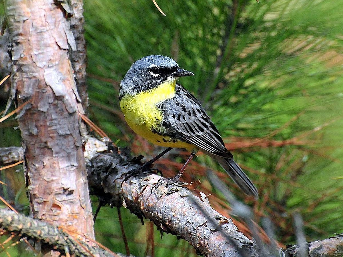 SecDebHaaland's tweet photo. The Endangered Species Act is a critical safety net for species across our country and has saved 99% of listed species since its creation. As we celebrate the Act's 50th anniversary this year, we must continue our work to safeguard the habitats that countless creatures depend on. https://t.co/iQBhK48tqB