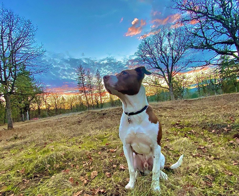GoodPooch's tweet photo. ❤️🐶 A Happy Dog Life Story: Toasty

Amanda says, "Toasty accidentally got his name as a pup. Every morning, I'd wake up next to him &amp; he'd be extremely warm. So I'd say ‘Good morning, Mr. Toasty.’ One day he responded to it.”

#dog #dogs #dogtwitter #dogsoftwitter #goodpooch https://t.co/jV0SPyLmrG