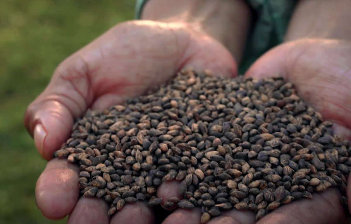 Nuestras semillas permiten la producción de plantas de #PinoCaribe más homogéneas, con un rápido crecimiento inicial y mayor volumen de madera por unidad de superficie.

¡Semillas que aseguran germinación y productividad!

Ventas a partir de 500 gramos.