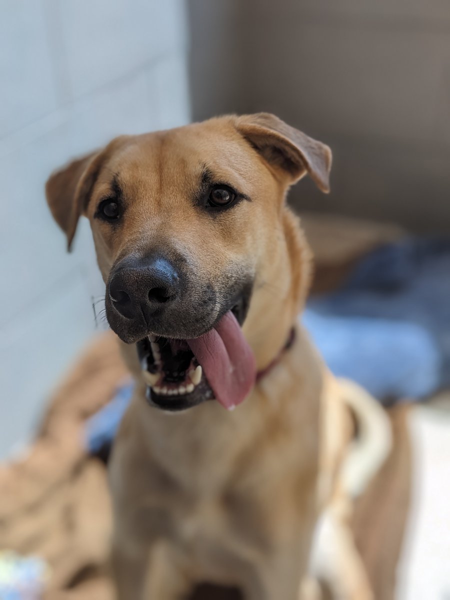 #ColoradoGivesDay is TOMORROW (Tuesday, December, 5)! Join us for the best day to save lives - and give early at: ColoradoGives.org/HSBV. Donations will be DOUBLED up to $100,000! Thank you for supporting HSBV and helping pets and people in our community! 🧡🐾 #CGD2023