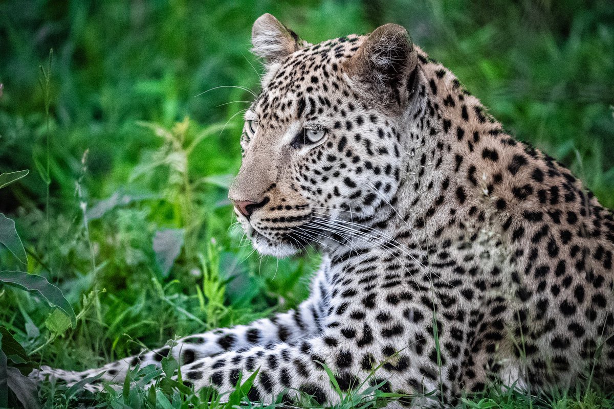 emmerich_craig's tweet photo. Here is my second favorite shot from our trip to South Africa. This leopard has the most beautiful eyes.
#roarafrica #singita #royalmalawane #southafrica #Leopard https://t.co/SzNMu0V68B