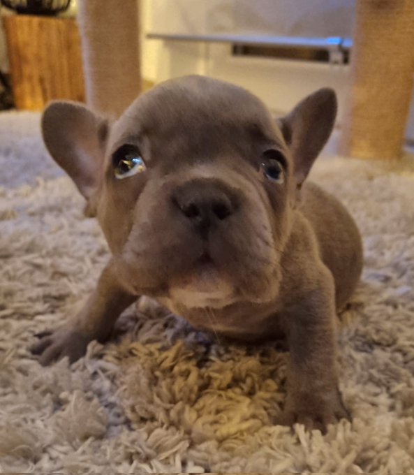 New edition to the White family,  meet ROCK https://t.co/0zhIqnOHzE<a href="/tag/hardcore"class="tags"><span>#hardcore</span></a><a href="/tag/anal"class="tags"><span>#anal</span></a>