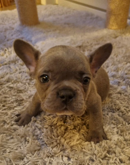 New edition to the White family,  meet ROCK https://t.co/0zhIqnOHzE<a href="/tag/hardcore"class="tags"><span>#hardcore</span></a><a href="/tag/anal"class="tags"><span>#anal</span></a>