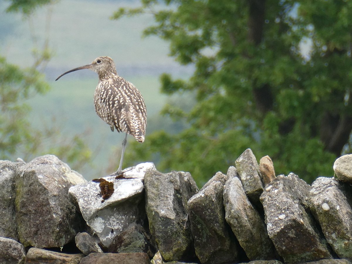 Have you a #curlew photo to offer for the #CurlewAdvent and help raise awareness of curlew - all species? My photo is a Eurasian #Curlew, seen “sentinel-ing near Hebden in the #YorkshireDales, UK @ShireJewels @audubonsociety @GrahamFAppleton @WWTworldwide @WaderStudy @waderquest