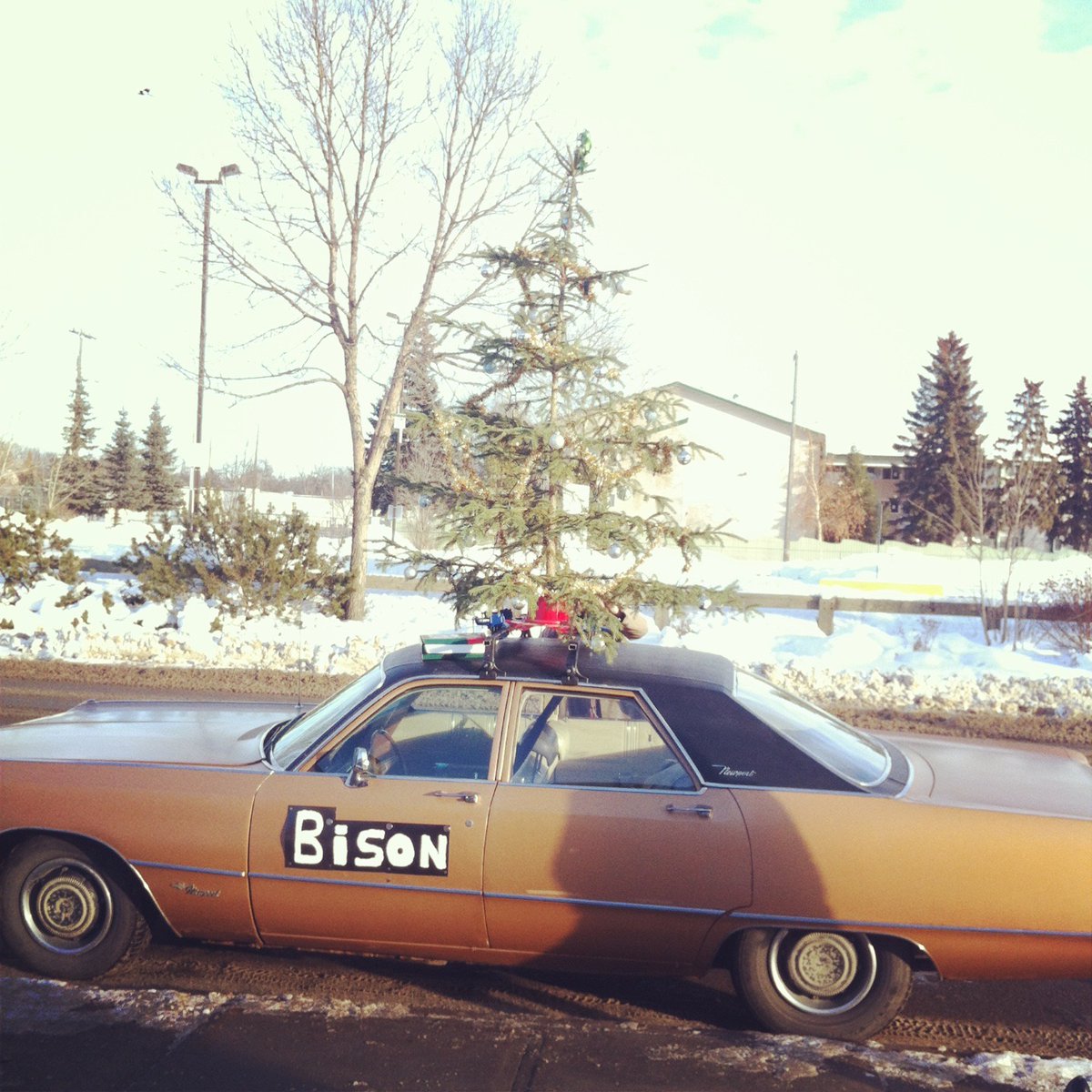 The Royal Bison! tweet media