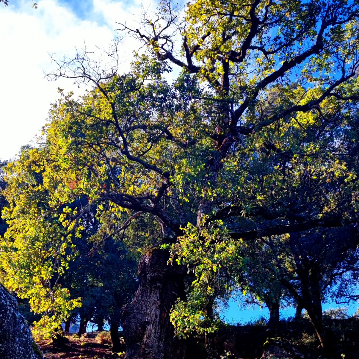 JJ69es's tweet photo. Rinconcitos de #Málaga, #CostadelSol🌞, #Gaucin #Hacho @GranSendaMalaga #welcome, #nature, #senderos #otoño #welcometomalaga, #estaes_malaga, #ok_malaga, #loves_malaga #smile😃 https://t.co/fQsKYMP95Y