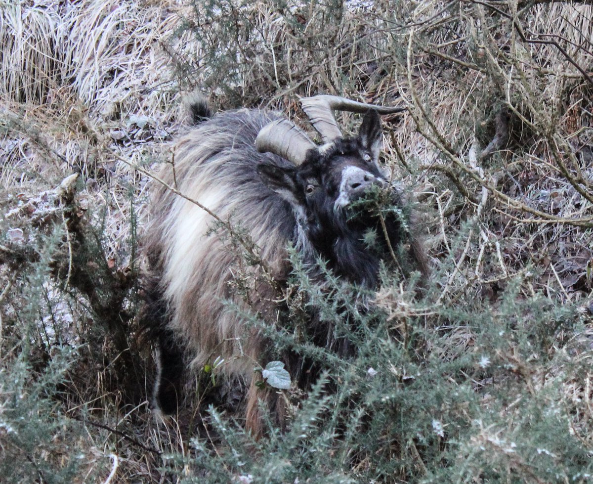 Snaps from the weekend!

The mountain forecast was so perfect, i had to get out and about with my camera!

🏔️ An Teallach 

🐶 Tattie

❄️ Giant Icicles

🐐 Mountain Goats

@walkhighlands 

#scottishhills #hillwalking #mountainphotography #nature #wildlife #spaniel #walkclimbski