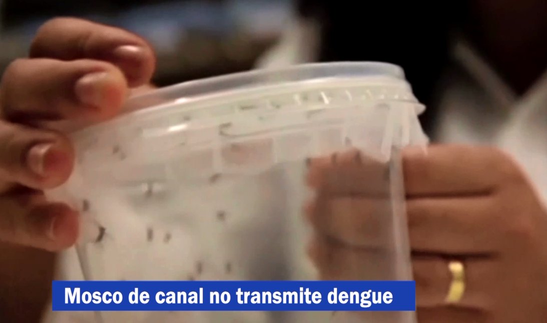 Los  mosquitos de canales o drenes del valle de #Mexicali no transmiten el #dengue, sino son aquellos que se reproducen por agua estancada en recipientes, llantas o agua acumulada en casas.  De acuerdo a la Sria de Salud de BC #NmasMexicali