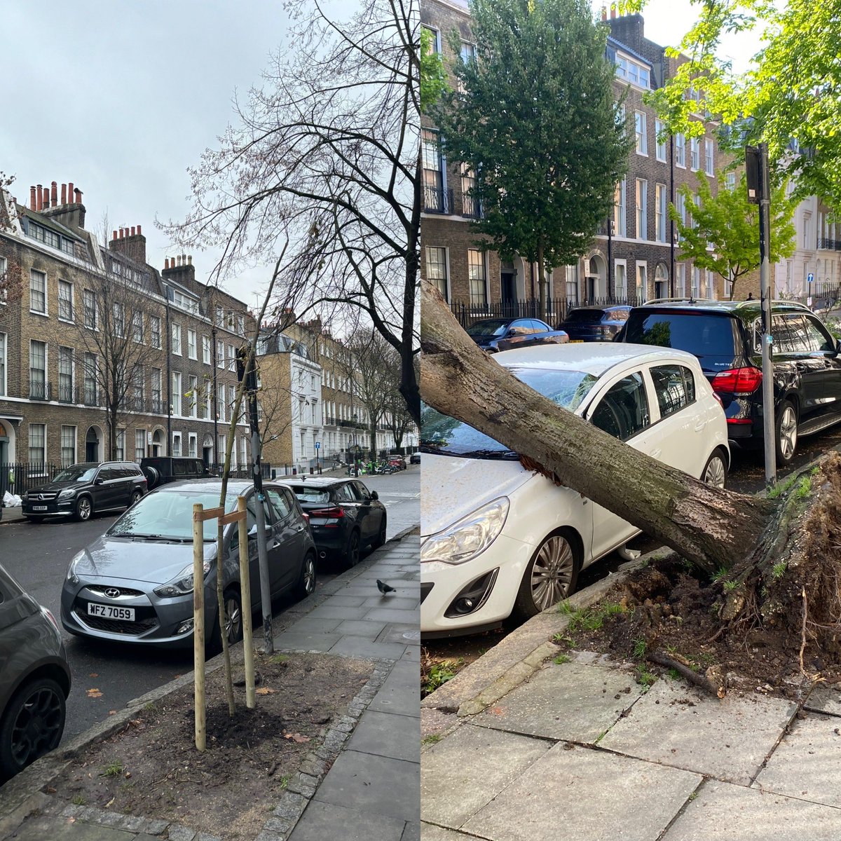 A few months ago one of our street trees fell over. Our council was out in a flash and removed the tree. Now a few months later we have our brand new tree. Thanks to <a href="/CamdenCouncil/">Camden Council</a> and <a href="/AdamDKHarrison/">Adam Harrison</a>. We couldn’t ask for a better service as residents!