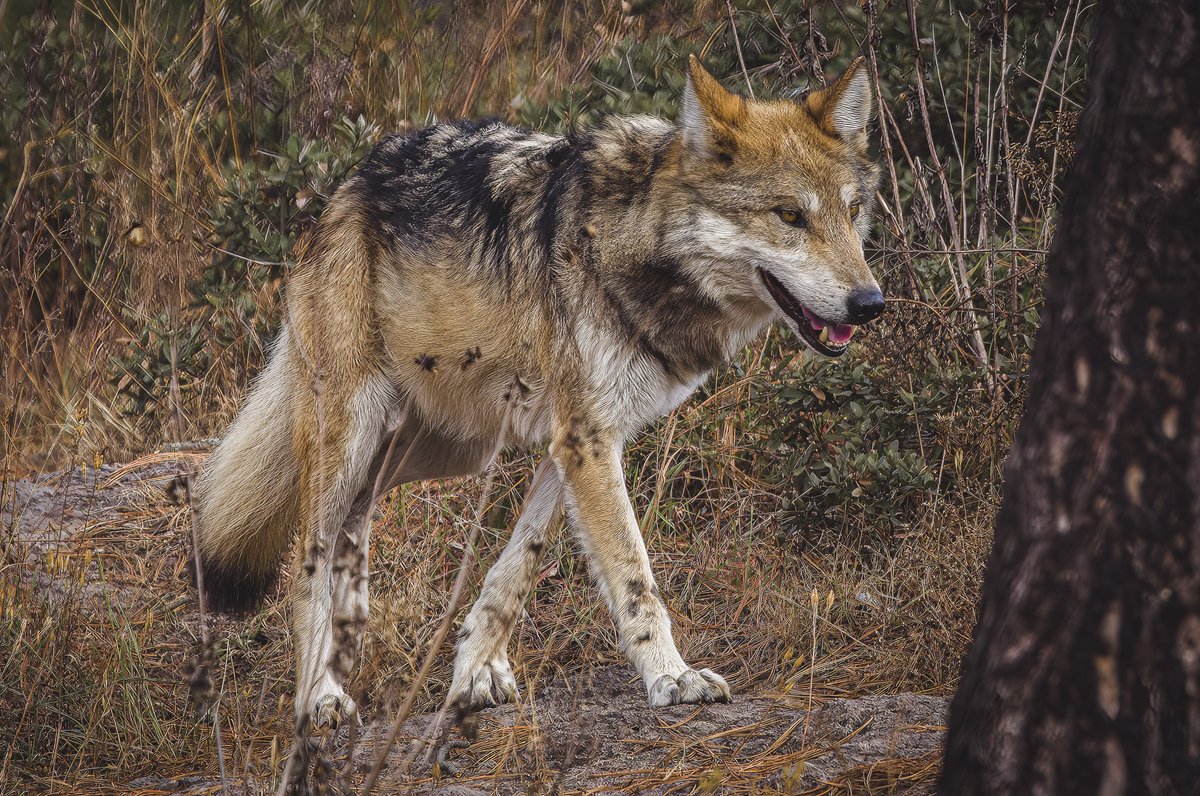 Today is #WildlifeConservationDay – I’ll be sharing my wildlife photos all day.

Did you know Lobos were systematically hunted and killed to the point that there was a time where there were no Lobos in the wild?

Lobos are key to their ecosystems, and we were killing them.