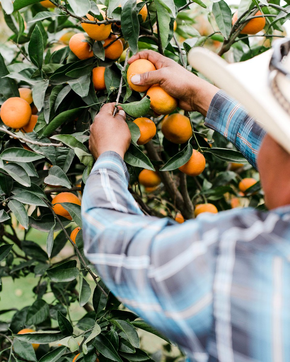Hand-picking the sweetest satsumas!🍊 ____ #FamilyTreeFarms #satsumas #citrus #farmtofork #supportfarms #grower #packer #shipper #californiagrown #local #sweetest #healthyeats
