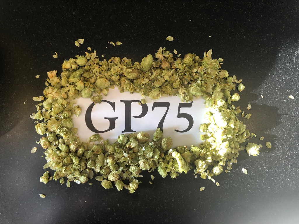 Brewing with GP75 brings pungent citrus to your beer.🍊🍺 Explore this unique experimental hop here: stocksfarm.net/shop/hop-varie… #freshfromfarm #hopflavours #homebrewhops #britishhops #brewing
