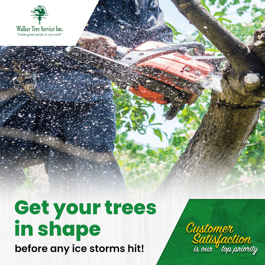 TreeWalker's tweet image. With winter just around the corner, depend on Walker Tree Service to get your trees in shape and prevent any potential damage. Their team of experts will trim, prune, and remove any dead or weak branches, ensuring the safety of your property. 
#WalkerTreeService #WinterStorms