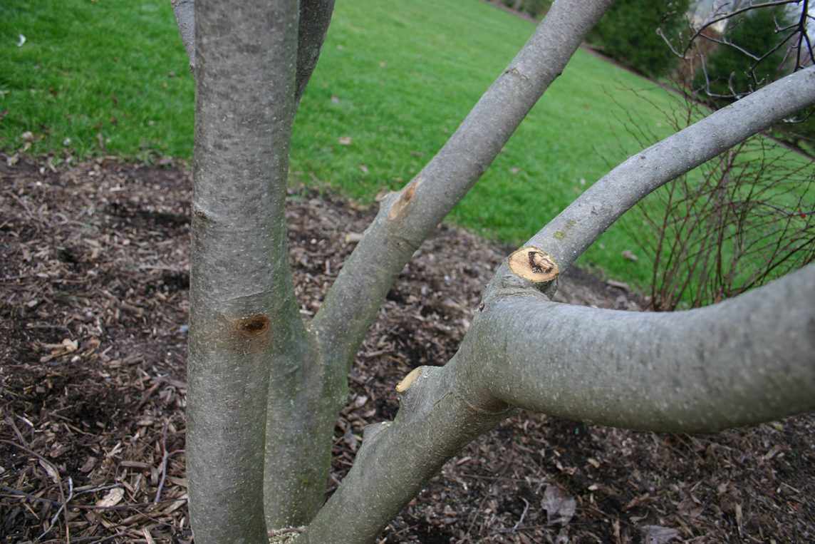 Learn more about the benefits of dormant pruning your trees and shrubs in New York and the Northeast - bit.ly/3G9HMH1

#landcapelovers #landscaping #neavelandscaping #neavegroup bit.ly/46rXbgc