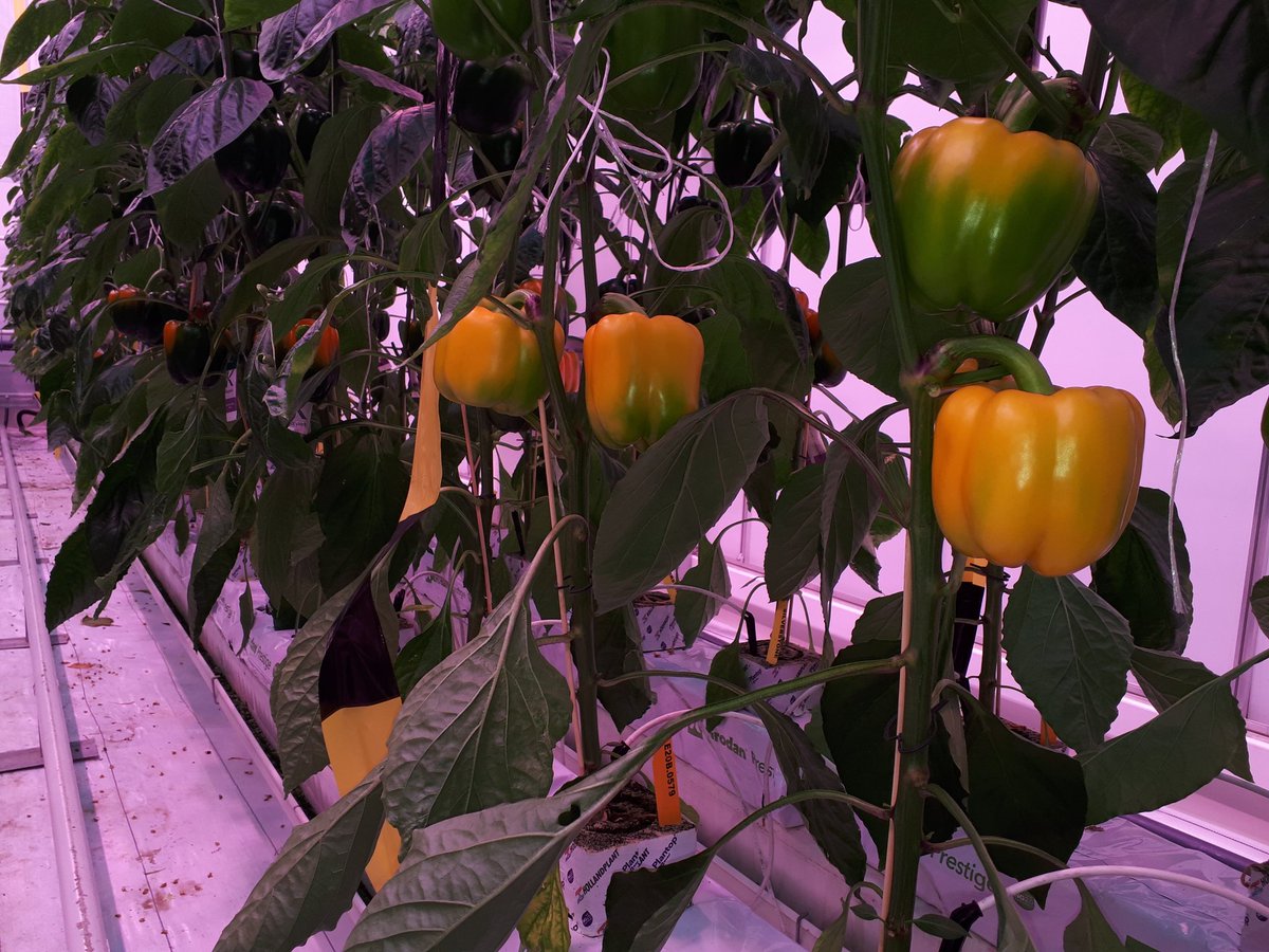 Belichtingsproef paprika. In week 49 worden de eerste paprika's van het nieuwe teeltseizoen geoogst. De prognose is dat er van de week 4 vruchten per m2, met een gvg van >200 gram geoogst gaan worden.