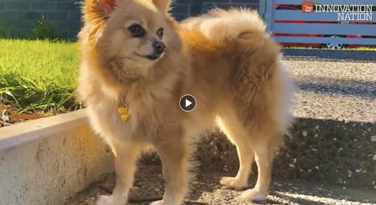 theairbolt's tweet image. We've created AirBolt® to locate lost luggage and pets anywhere.
But what makes this #gps tracker different?
Watch this latest CBS feature to find out! m.facebook.com/watch/?v=64900…
#gpstrackers #trackingtechnology #airbolt