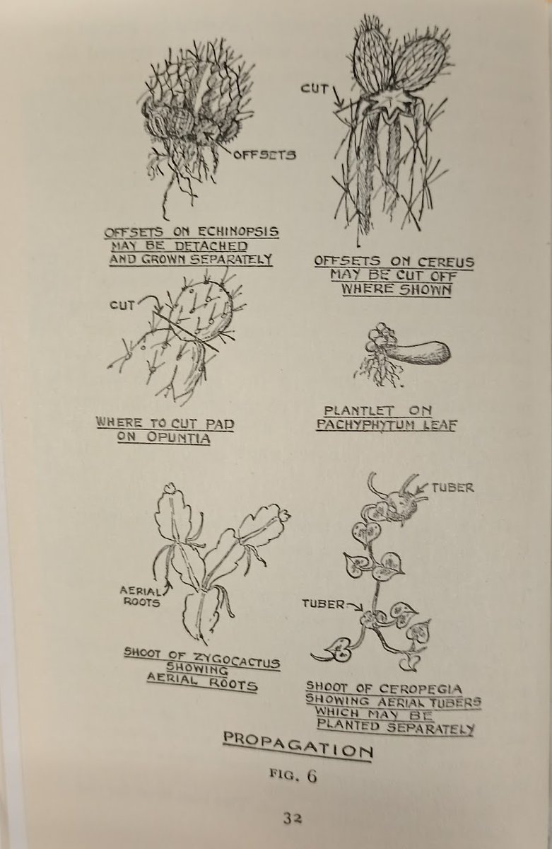 BotanyRNG's tweet photo. #AdventBotany Day 4
As a child I enjoyed the Observer's books by Frederick Warne & Co. Out of print now but worth picking up second hand!
The Observers Book of Cacti & Other Succulents
S.H. Scott 1958 - my 1st cactus book & inspiration to learn scientific plant names
#BotanyBooks https://t.co/8a4dyev65d