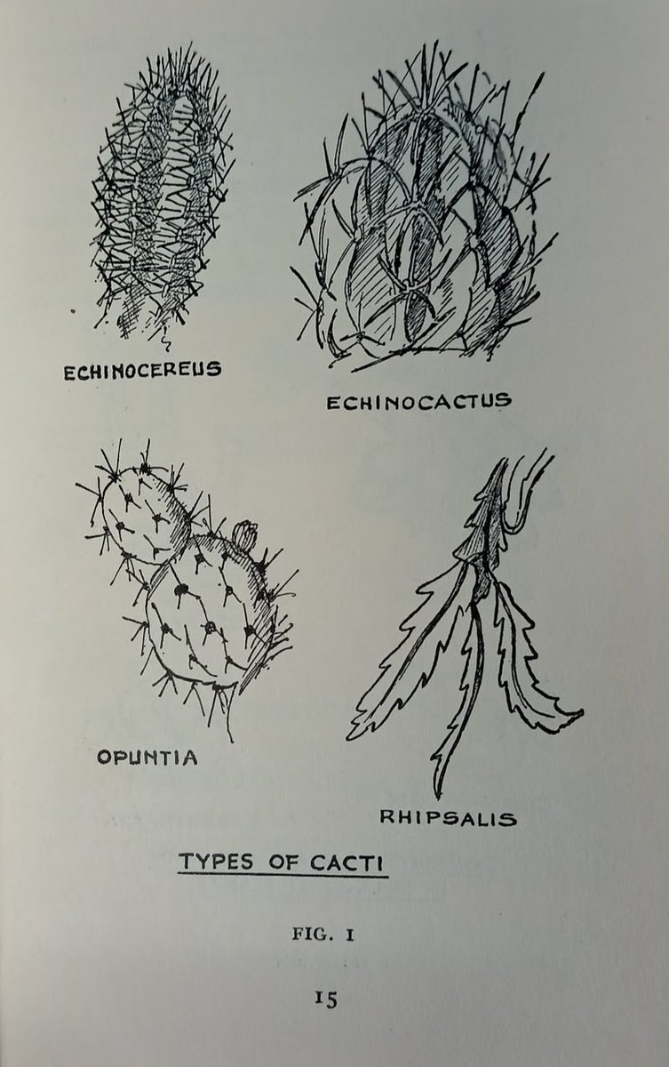 BotanyRNG's tweet photo. #AdventBotany Day 4
As a child I enjoyed the Observer's books by Frederick Warne & Co. Out of print now but worth picking up second hand!
The Observers Book of Cacti & Other Succulents
S.H. Scott 1958 - my 1st cactus book & inspiration to learn scientific plant names
#BotanyBooks https://t.co/8a4dyev65d
