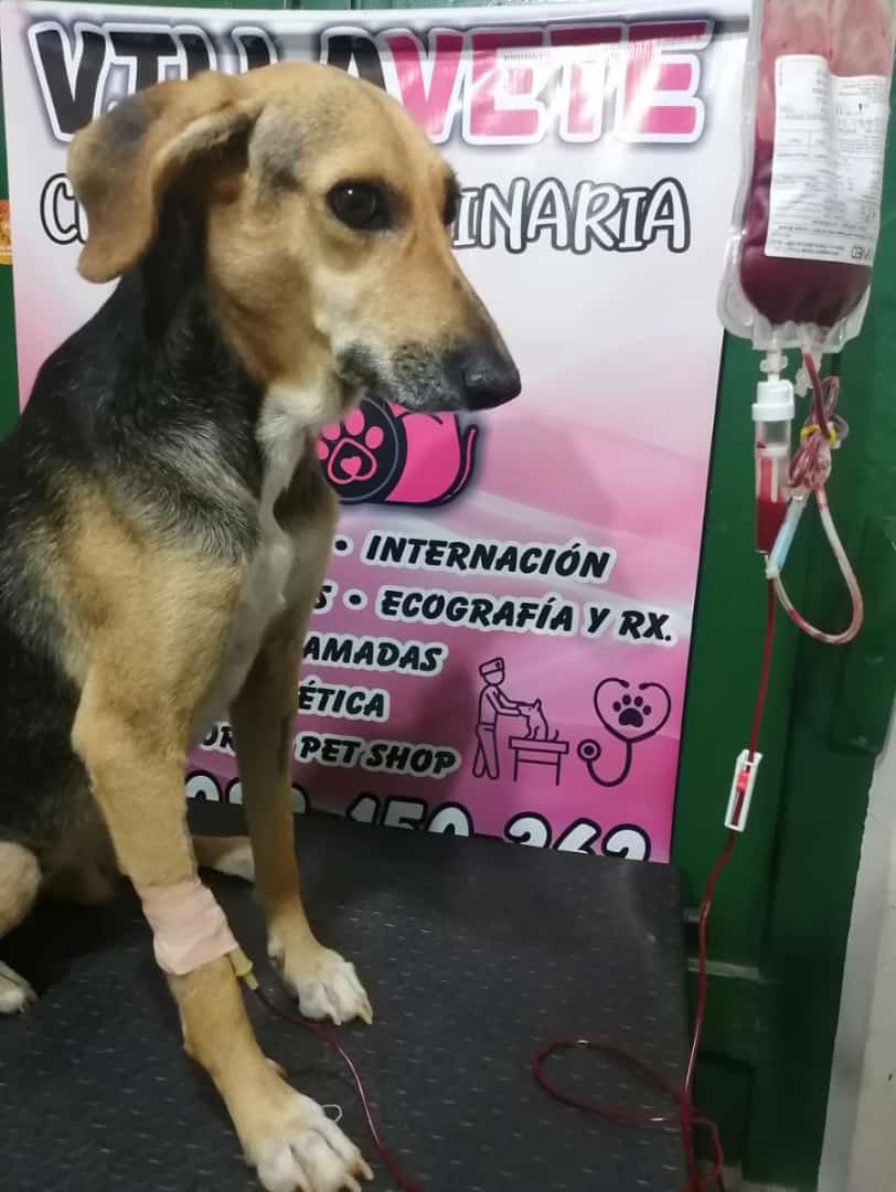 adrianaort_'s tweet photo. Olivia fue abandonada hace 8 años atrás, desde entonces tratamos de darle todo lo mejor y ella adoptó el refugio como su hogar ♥️ hoy está pasando una situación difícil, luchando por su vida 🥹 ayúdanos a que vuelva pronto con sus hermanitos Cualquier aporte suma! 0976264095 https://t.co/CPWdNoayWy