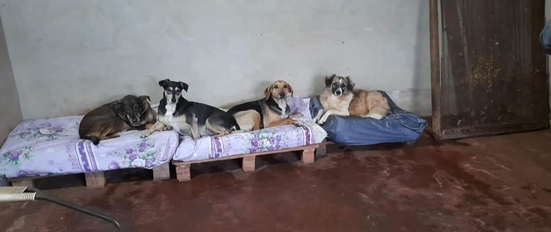 adrianaort_'s tweet photo. Olivia fue abandonada hace 8 años atrás, desde entonces tratamos de darle todo lo mejor y ella adoptó el refugio como su hogar ♥️ hoy está pasando una situación difícil, luchando por su vida 🥹 ayúdanos a que vuelva pronto con sus hermanitos Cualquier aporte suma! 0976264095 https://t.co/CPWdNoayWy