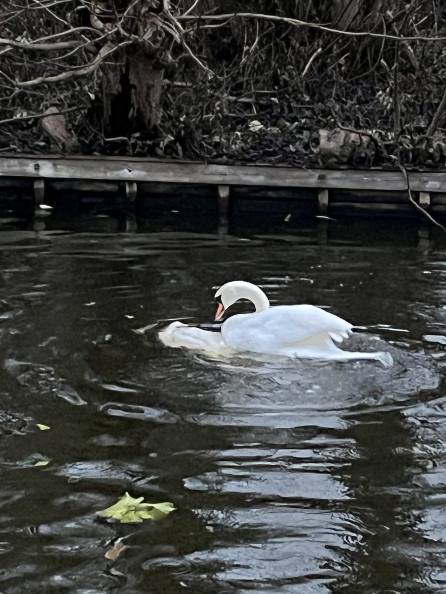 Ineke Verkaaik-Hogervorst tweet media
