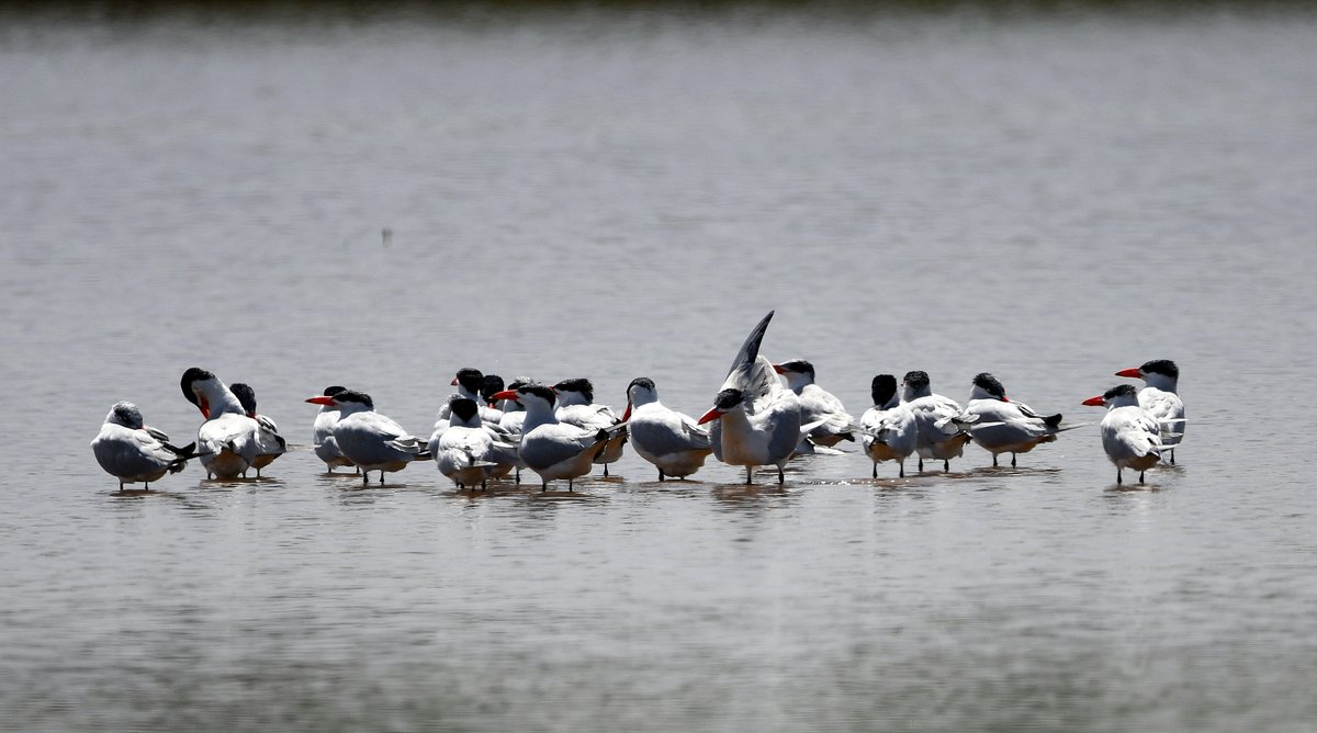 Caspian Terns, Cape Point, Gambia 15.11.23. #birdwatching #Africa