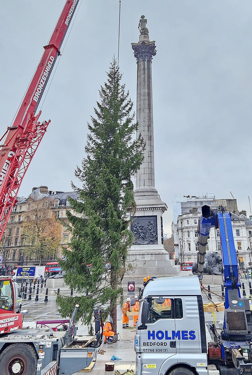 danbarker's tweet image. This is the Trafalgar Square Christmas Tree before &amp;amp; after its settling &amp;amp; its &quot;hair transplant&quot; (they hammer extra branches into the gaps to even it out - an impressively symmetrical job).

The lighting ceremony is this Thursday at 5.30pm.