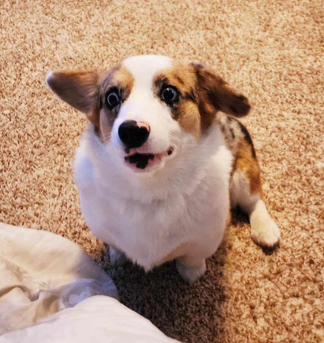 She's only 8 months old, but such a pre-teen, lol. Goofy, uncoordinated, and quite chatty. Thank goodness she can't chew gum. #RoxyRainesCorgi