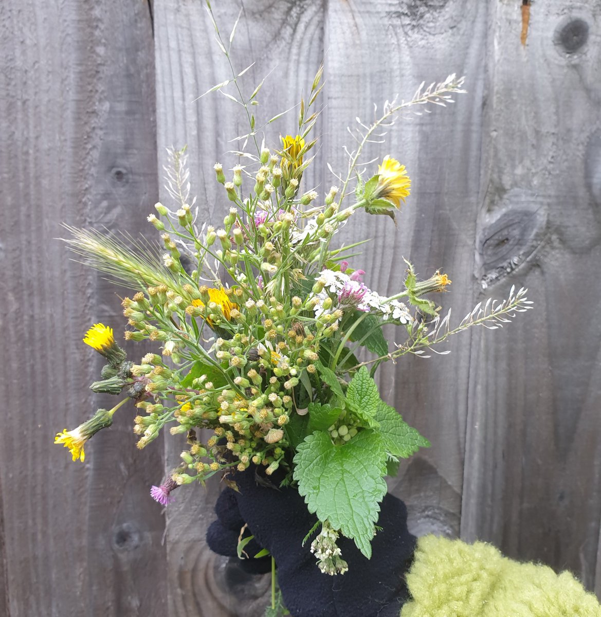 A bouquet of urban wild flowers in the snow from the 1st day of winter - Deptford, SE London #urbanbotany #pavementplants @BSBIbotany the-urban-naturalist.com/2023/12/04/urb…