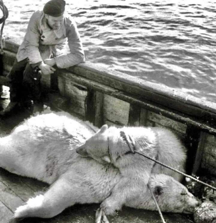 AdeaClaude's tweet photo. Cette photo date de 1947 chasse aux ours polaires au Svalbard.
Ce petit n'a pas quitté sa Maman décédée.
En 70 ans rien n'a changé. 
L'animal est toujours persécuté, incompris, torturé, utilisé.
A quand l'évolution ? Quand il sera trop tard ? https://t.co/0MuP8GEZeZ