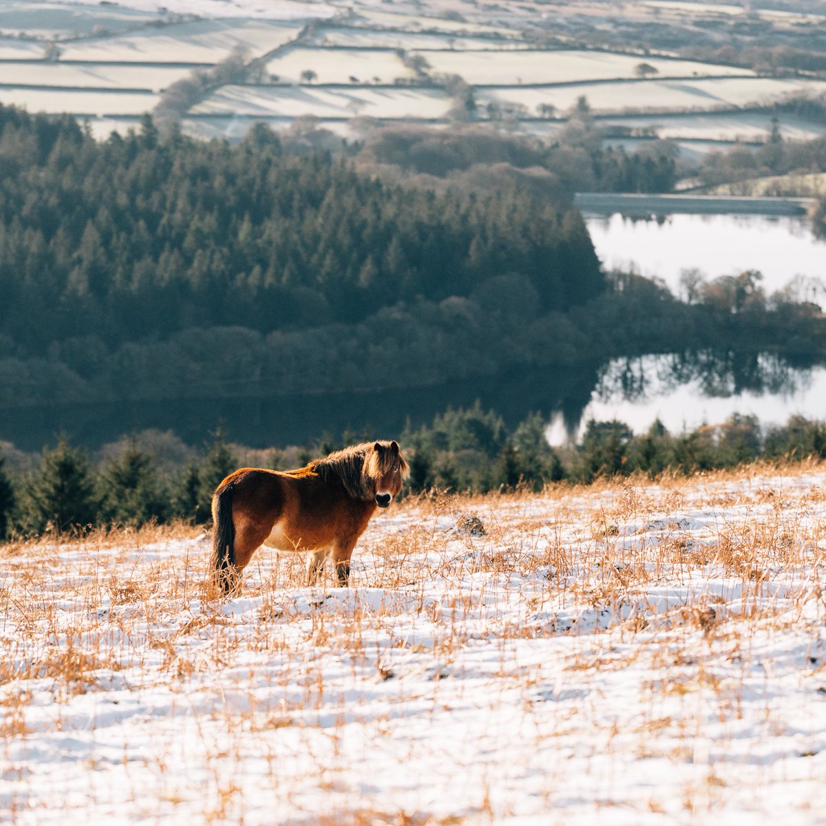 PlymUni's tweet photo. Dartmoor saw a beautiful light covering snow over the weekend ❄️ 

Did you brave the cold or stay warm indoors? https://t.co/zEefrTrS8G