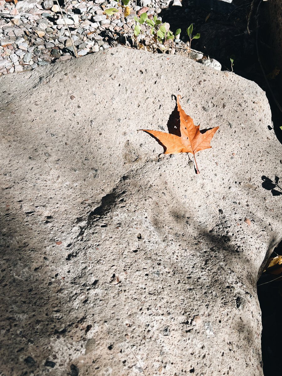 Fall is fading. #azhiking #fall