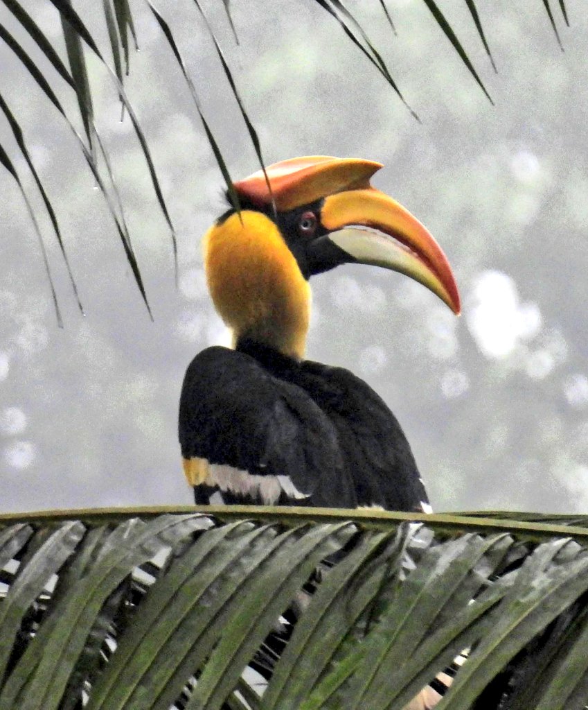IndiAves #MondayBlues
#Malabar pied #hornbill
#Goa Birding

#indiasnature #ThingsOutside #TwitterNatureCommunity #birdwatching #BirdsSeenIn2023

#ThePhotoHour #ThroughYourLens #NikonPhotography