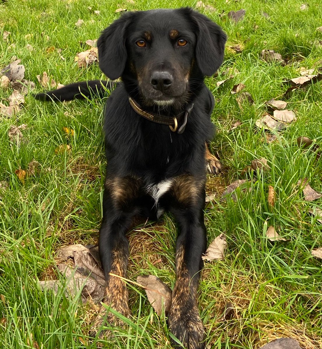PD Chip and his handler assisted colleagues from @EssexOSG with a vehicle search in #Grays last week, Chip sniffed out suspected Class A drugs that were very well concealed and not visible, leading to the arrest of 1 male on suspicion of a number of offences. Great work guys! 🐾