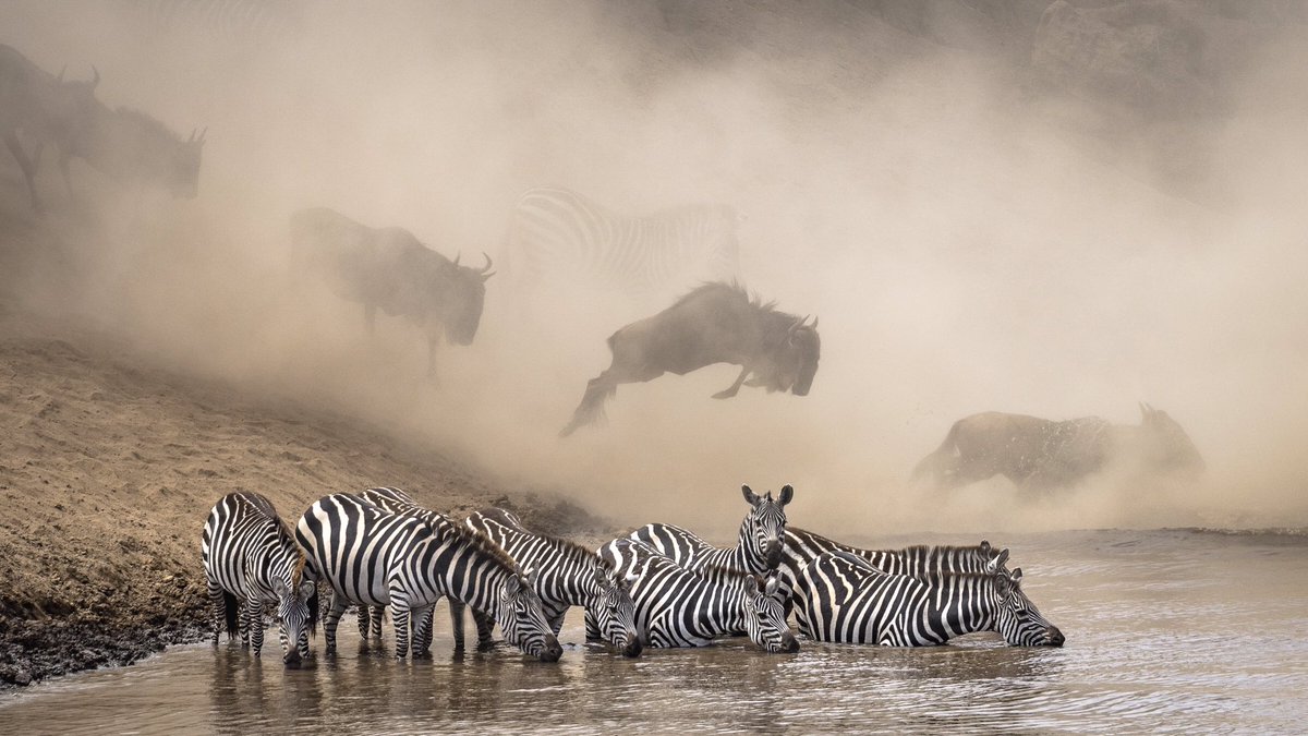 Ketan Khambhatta,photographer
Zebras in the Maasai Mara National Reserve 

This photo won the prize of the #NatGeo100Contest.
The image is dynamic,with a powerful depth that keeps you looking

#ArteYArt #artwork #artphotography #photography #photo #foto #nature #animals